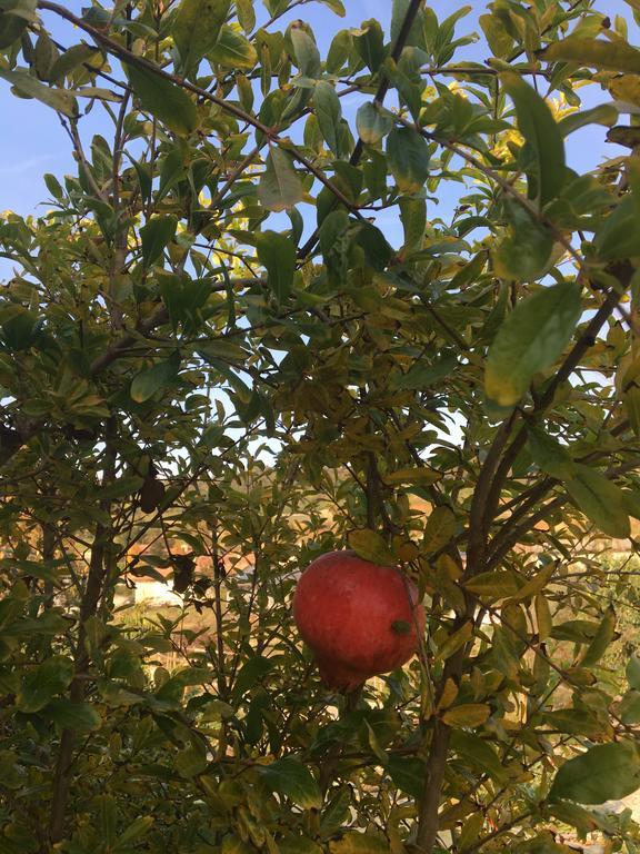 אלבה Agriturismo Da Mamma מראה חיצוני תמונה