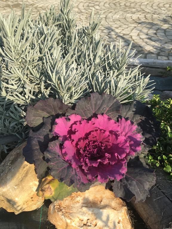 אלבה Agriturismo Da Mamma מראה חיצוני תמונה